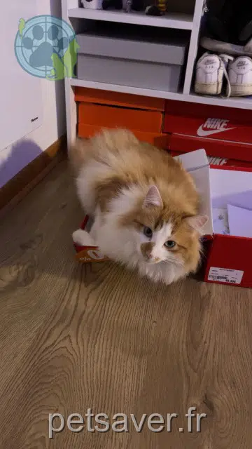 chat lost   35430 La Ville-ès-Nonais Oscar