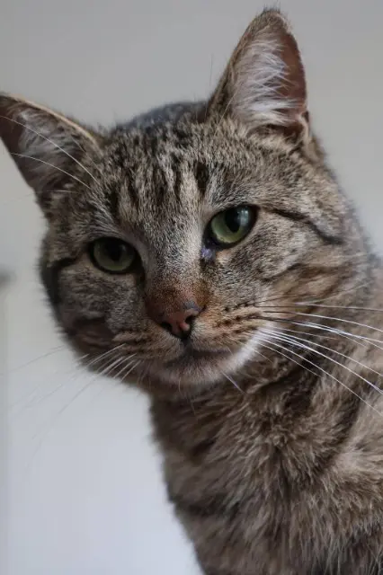 chat lost   35220 Châteaubourg OSCAR