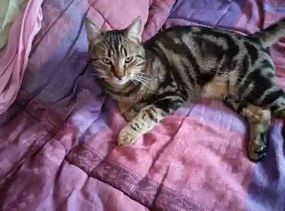 Chat Perdu 35 Ille-et-Vilaine - Oscar Chat Perdu 35 Ille-et-Vilaine - Oscar
