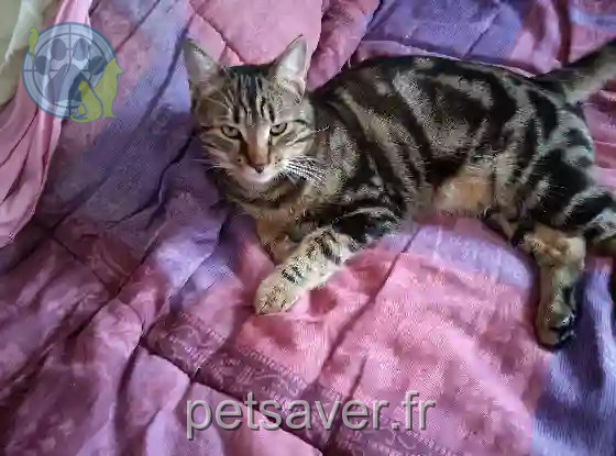 Chat Perdu 35 Ille-et-Vilaine - Oscar Chat Perdu 35 Ille-et-Vilaine - Oscar