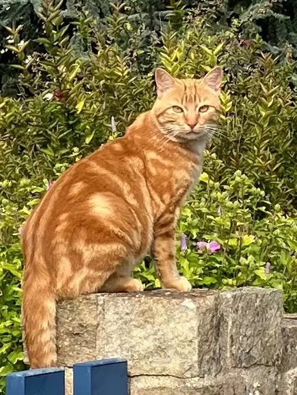 chat lost   35114 Saint-Benoît-des-Ondes Otto