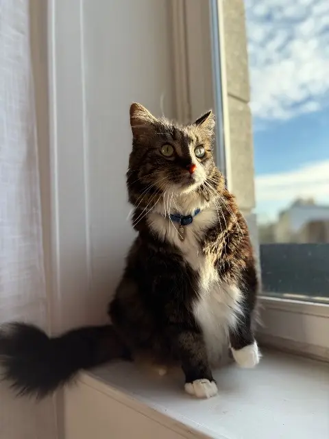 chat lost   35490 Sens-de-Bretagne Papouille