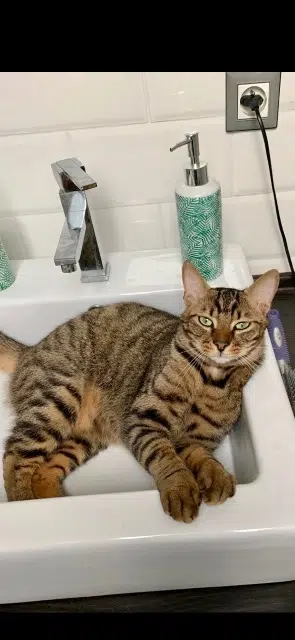 chat lost   35540 Miniac-Morvan Pat