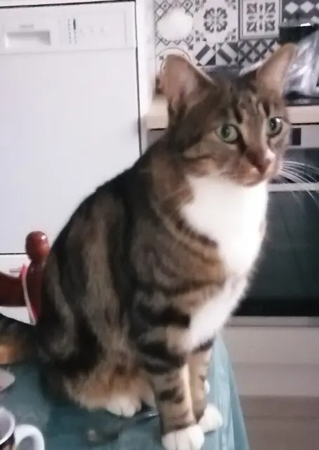 chat lost   35150 Boistrudan Patou