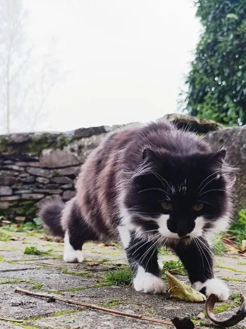 chat lost   35730 Pleurtuit Peluche