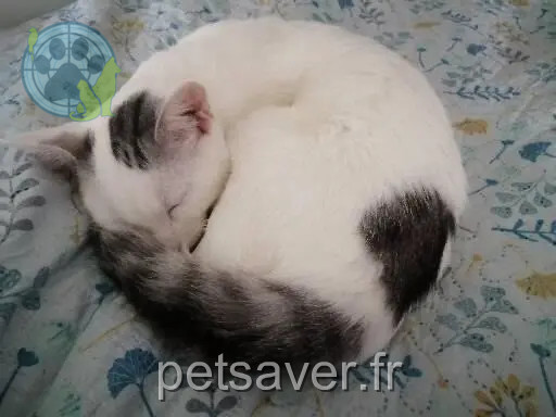 kater vermist 35136 Saint-Jacques-de-la-Lande Perlipopette kater lost 35136 Saint-Jacques-de-la-Lande Perlipopette