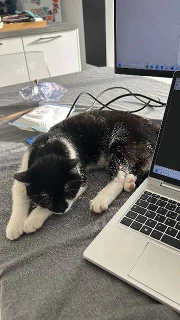 chat lost   35370 Argentré-du-Plessis Pilou