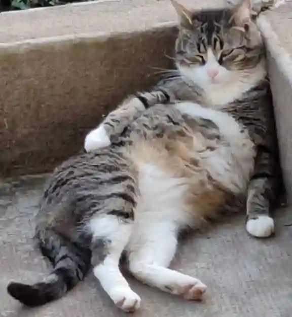 Chat Perdu 35 Ille-et-Vilaine Piré-Chancé - Oggy Chat Perdu 35 Ille-et-Vilaine Piré-Chancé - Oggy