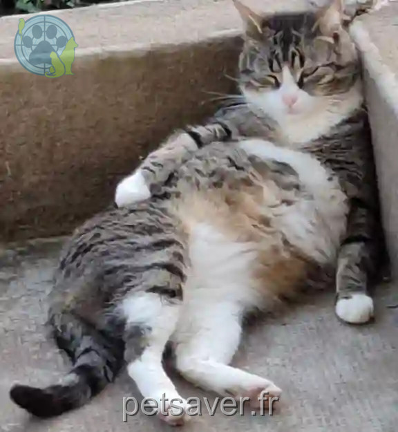 Chat Perdu 35 Ille-et-Vilaine Piré-Chancé - Oggy Chat Perdu 35 Ille-et-Vilaine Piré-Chancé - Oggy