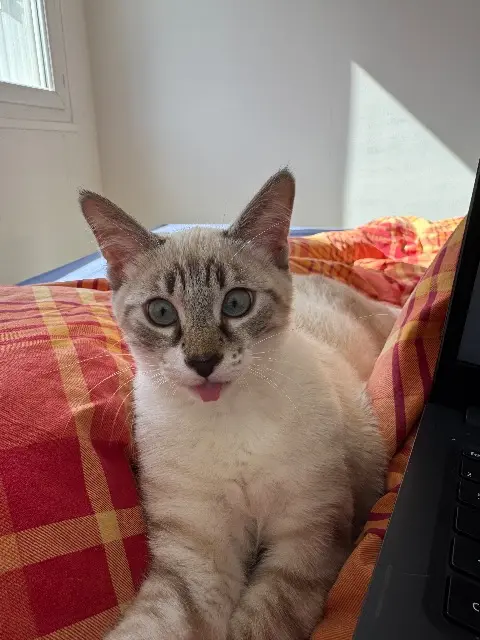 chat lost   35136 Saint-Jacques-de-la-Lande Pito