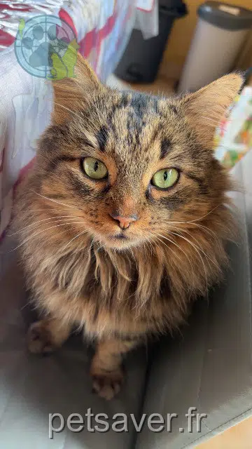gatto lost   35190 Miniac-sous-Bécherel Platon