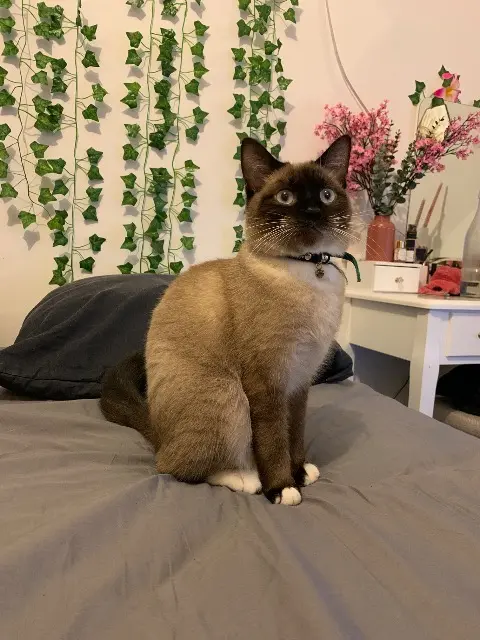 cat lost   35230 Bourgbarré Pompon