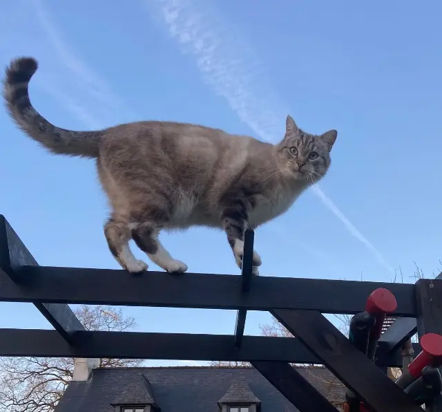chat lost   35600 Bains-sur-Oust Popeye dit Popome