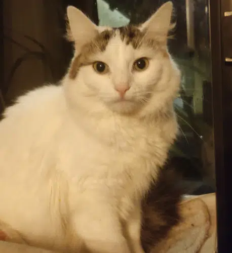 chat lost   35235 Thorigné-Fouillard Princesse