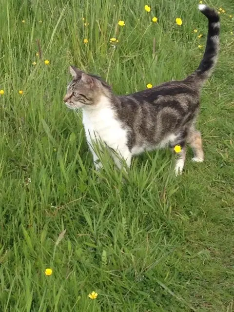 chat lost   35131 Chartres-de-Bretagne Quick