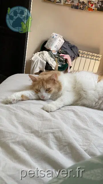 chat lost 35400 Saint-Malo Rackam
