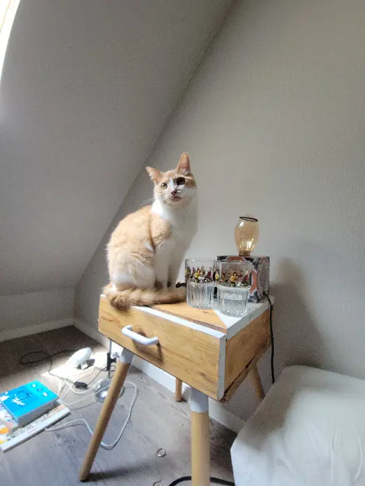 Chat Perdu 35 Ille-et-Vilaine Rennes Chat Perdu 35 Ille-et-Vilaine Rennes