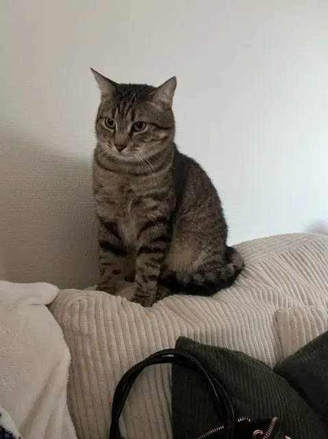 chat lost    Rennes Archéo