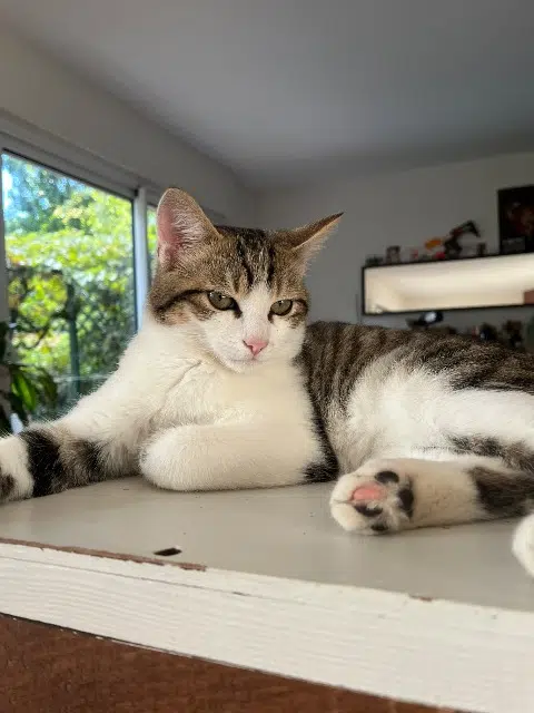 chat lost    Rennes Arnold