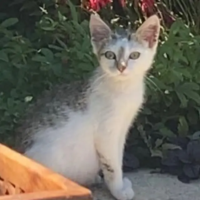 chat lost    Rennes Atlas