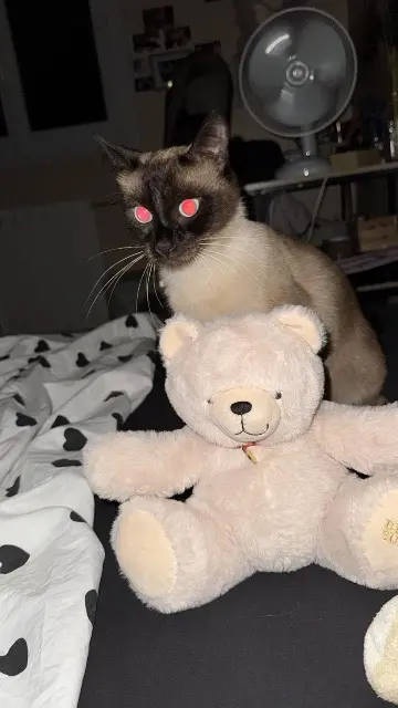 chat lost    Rennes Canaille