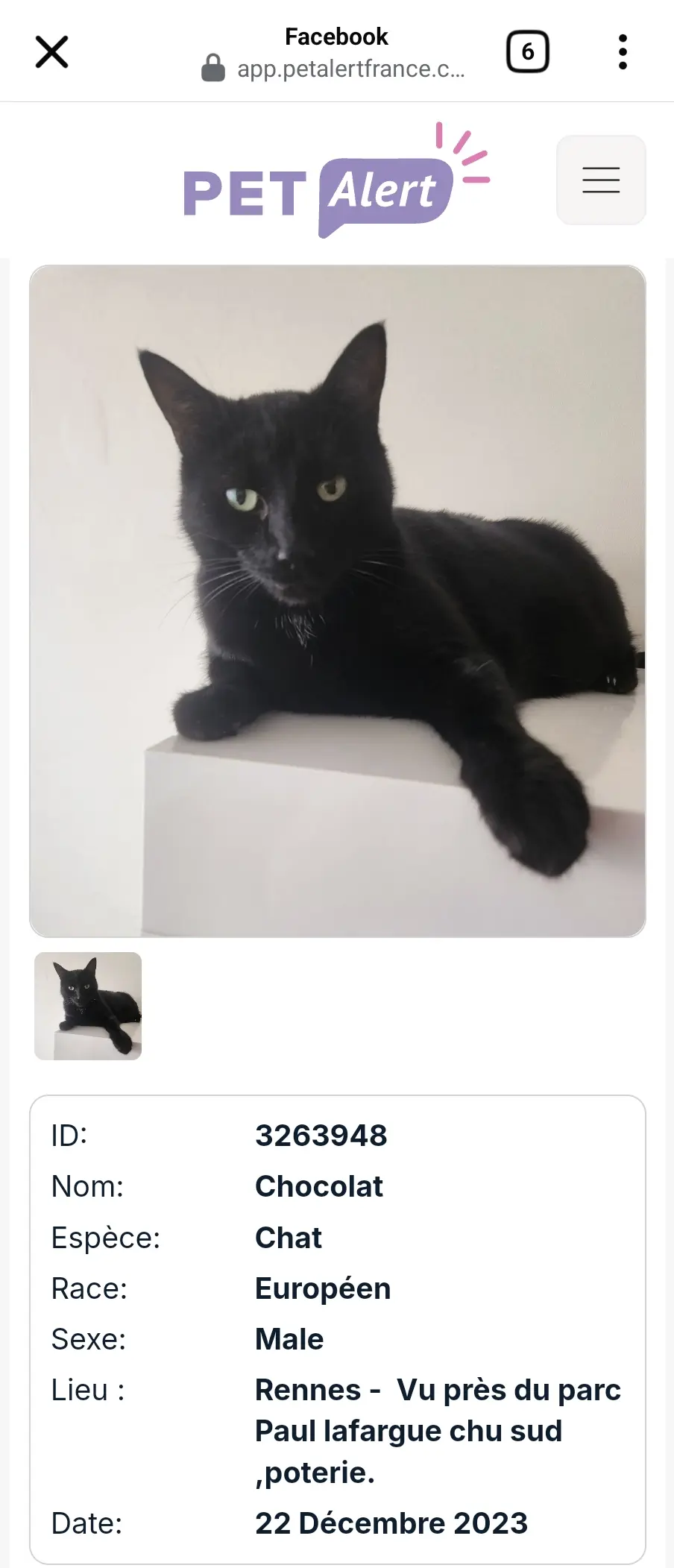 chat perdu 35200 Rennes Chocolat chat lost 35200 Rennes Chocolat