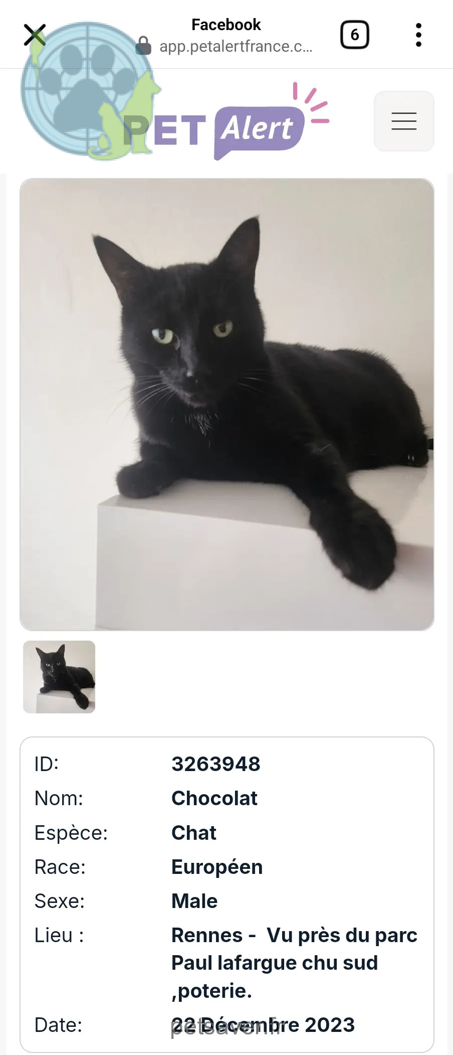 Kater vermisst 35200 Rennes Chocolat Kater lost 35200 Rennes Chocolat