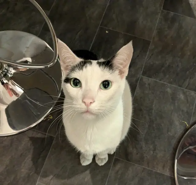 chat lost    Rennes Chocolatblanc