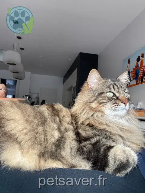 chat lost    Rennes Dewee