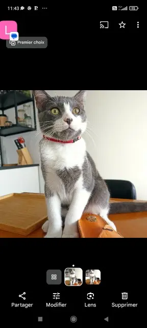 chat lost    Rennes Djoe