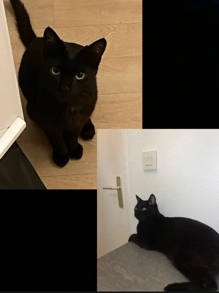 Chat Perdu 35 Ille-et-Vilaine Rennes - Dousht Chat Perdu 35 Ille-et-Vilaine Rennes - Dousht