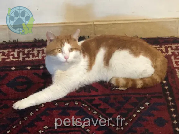 Chat Perdu 35 Ille-et-Vilaine Rennes - Fidel Chat Perdu 35 Ille-et-Vilaine Rennes - Fidel