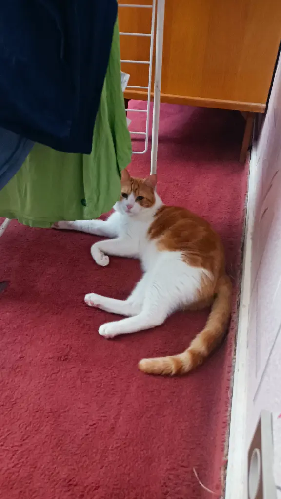 Chat Perdu 35 Ille-et-Vilaine Rennes - Figaro Chat Perdu 35 Ille-et-Vilaine Rennes - Figaro