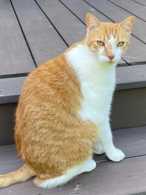 chat lost    Rennes HIBOU