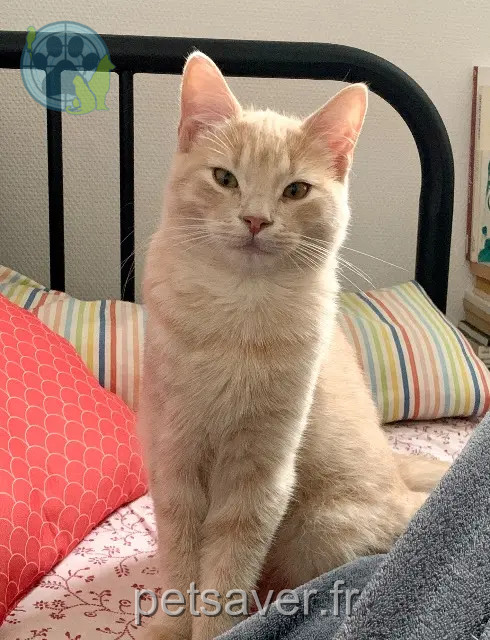 gatto perso Rennes Isidore gatto lost Rennes Isidore
