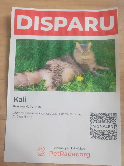chat lost    Rennes Kali