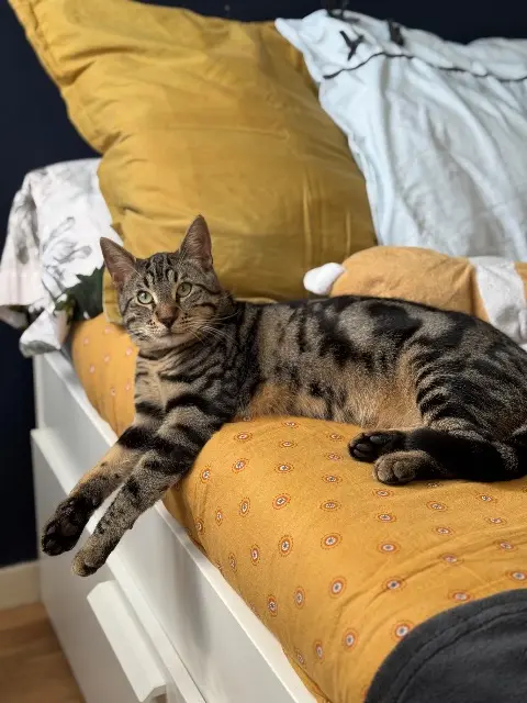 chat lost    Rennes KIKI