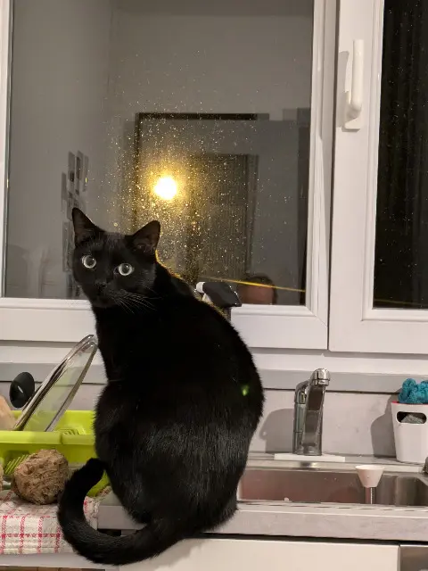 chat lost    Rennes Kito
