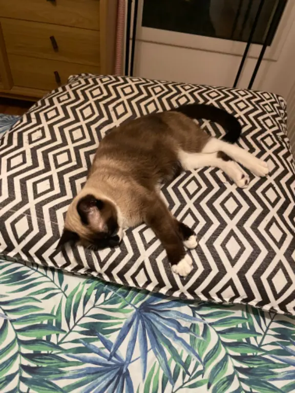 Chat Perdu 35 Ille-et-Vilaine Rennes - Kovou Chat Perdu 35 Ille-et-Vilaine Rennes - Kovou
