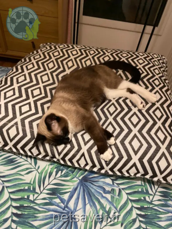 Chat Perdu 35 Ille-et-Vilaine Rennes - Kovou Chat Perdu 35 Ille-et-Vilaine Rennes - Kovou