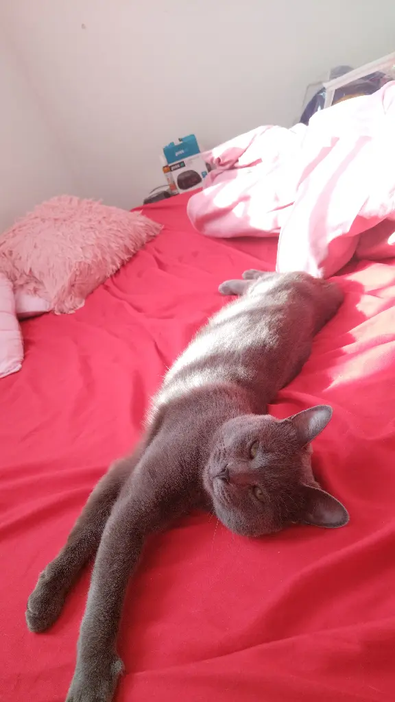 Chat Perdu 35 Ille-et-Vilaine Rennes - Litchi Chat Perdu 35 Ille-et-Vilaine Rennes - Litchi