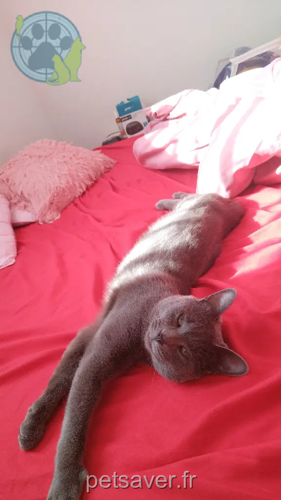 Chat Perdu 35 Ille-et-Vilaine Rennes - Litchi Chat Perdu 35 Ille-et-Vilaine Rennes - Litchi
