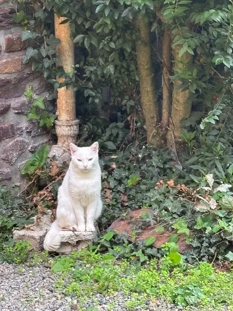 kater vermist Rennes Luna kater lost Rennes Luna