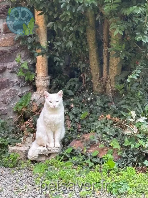 gatto perso Rennes Luna gatto lost Rennes Luna