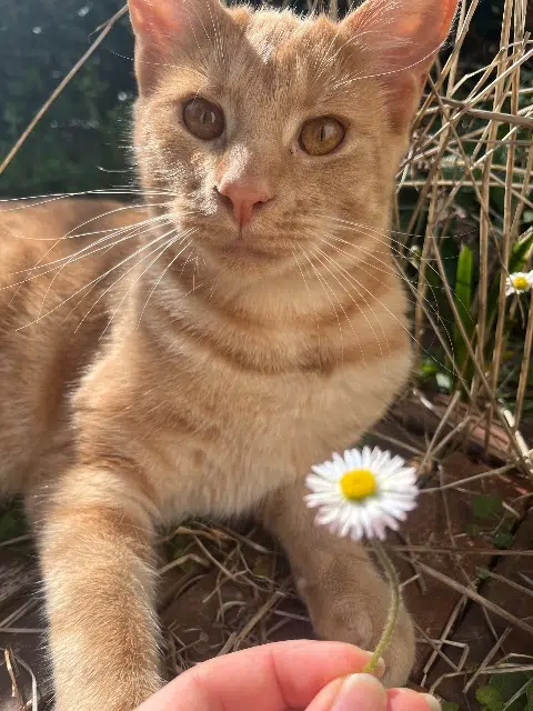 gato perdido Rennes Malphite gato lost Rennes Malphite