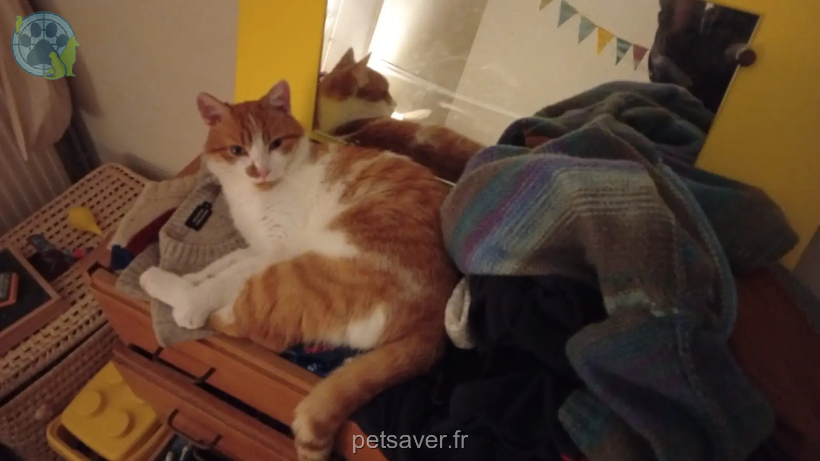 kater vermist Place de la Mairie 35000 Rennes Millefeuille kater lost Place de la Mairie 35000 Rennes Millefeuille