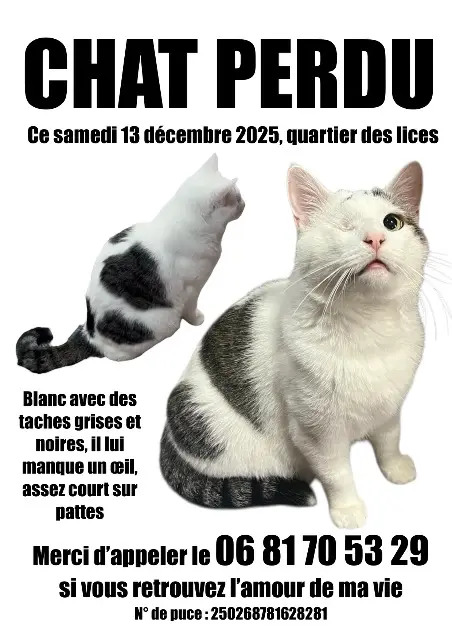 chat lost    Rennes Minou