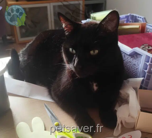 chat lost    Rennes Naha