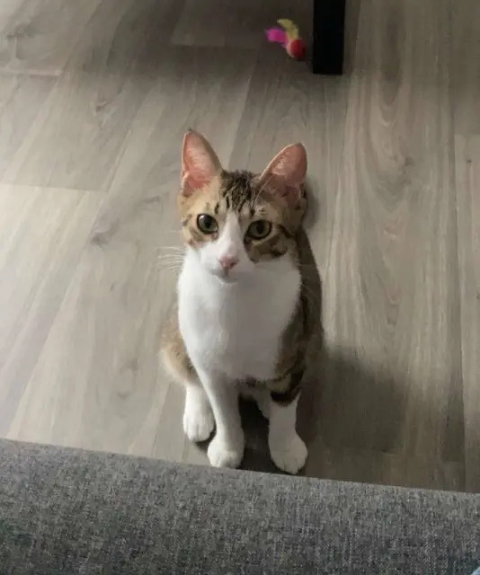 chat lost    Rennes Oryctes
