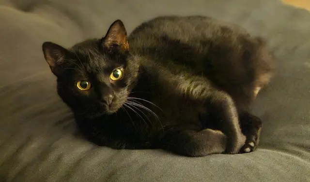 chat lost    Rennes Ragnar